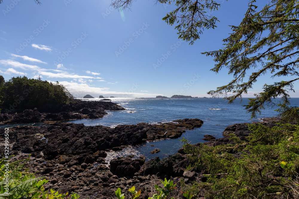 Trees and bushes overlooking Rocky Coast and Ocean. Ancient Cedars Loop Trail. Ucluelet, British Columbia, Canada. Adventure Travel. Trees and bushes overlooking Rocky Coast and Ocean. Ancient Cedars Loop Trail. Ucluelet, British Columbia, Canada. Adventure Travel.
