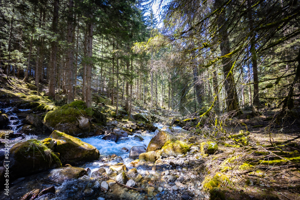 river in the forest river in the forest