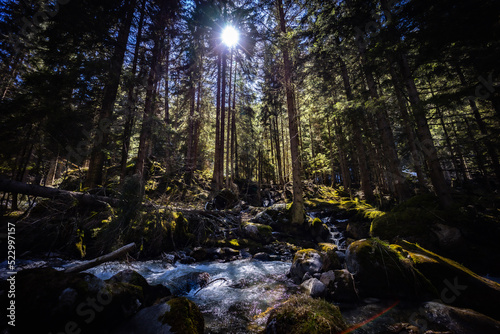 sun rays  river in the forest