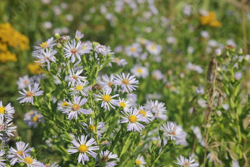 Aster ericoides white heath asters flowering plants, beautiful bunch of autumnal flowers in bloom.