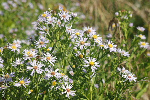 Aster ericoides white heath asters flowering plants, beautiful bunch of autumnal flowers in bloom. photo