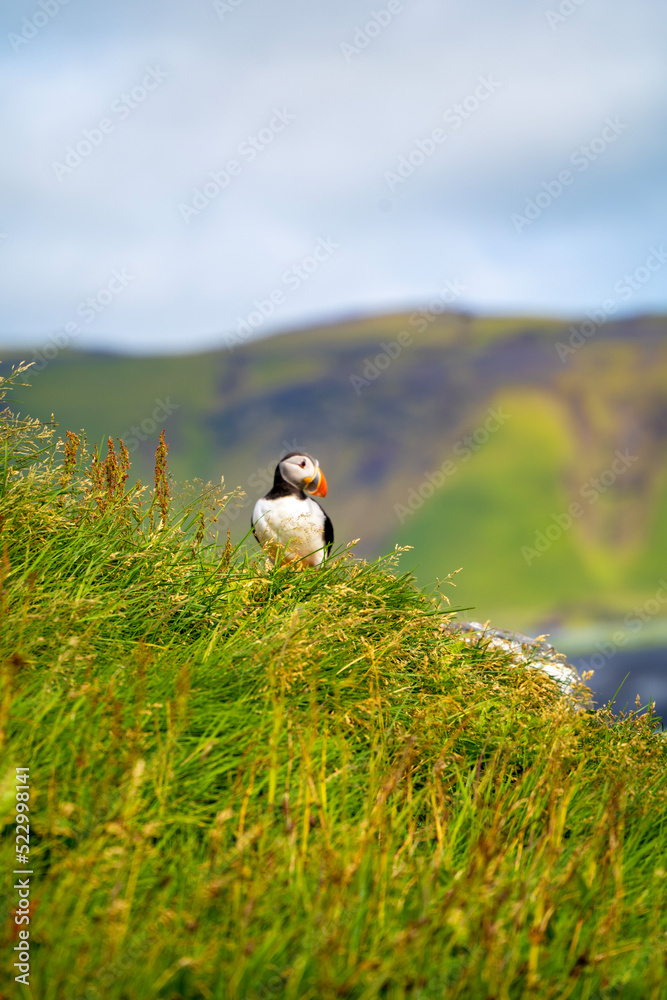 Fototapeta premium puffin on the grass