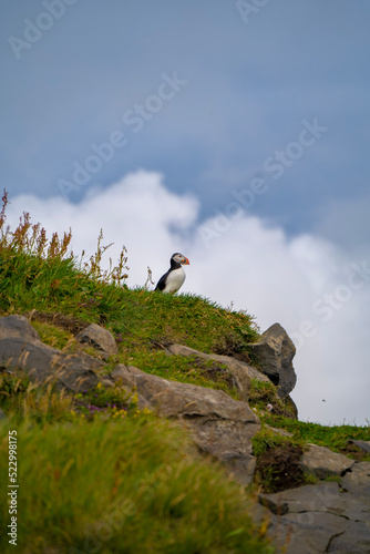 puffin on a rock