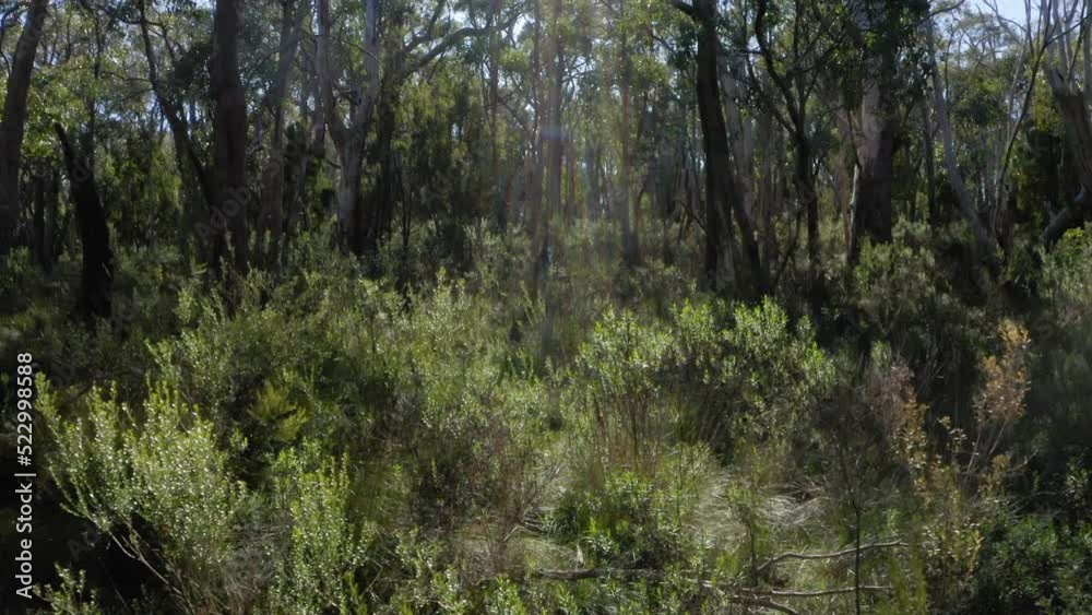 Fallen Trees In Damaged Forest - Brisbane, Australia Fallen Trees In Damaged Forest - Brisbane, Australia