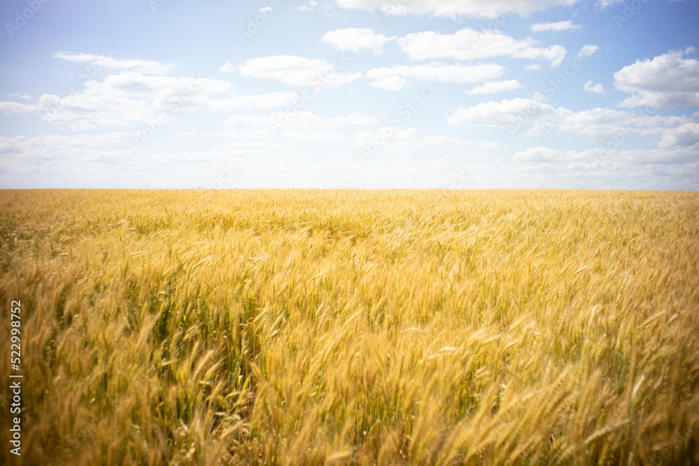 wheat field on a summer day against a blue sky. Harvest period. selective focus