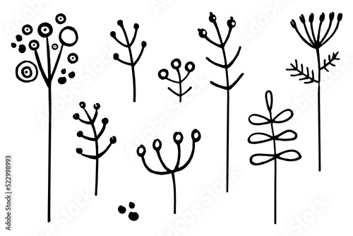 A set of doodles of dry grass branches  dill  herbarium. Vector doodle grass branch  berry  inflorescence  black and white drawing  sketch.