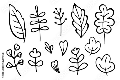 Doodle Flower Set. Vector doodle grass branch  berry  inflorescence  black and white drawing  sketch.