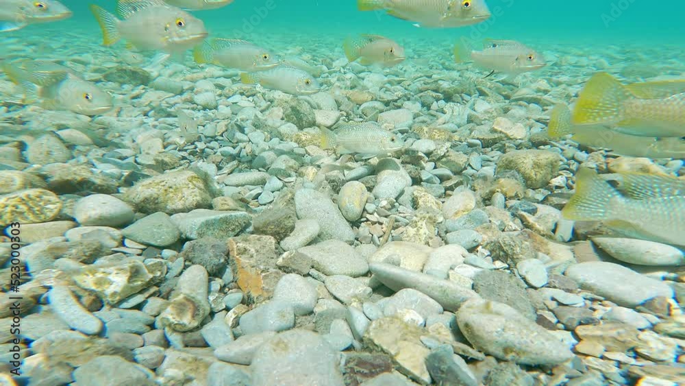 Musht Blue Tilapia swimming in the spring on the shore of the Dead Sea ...