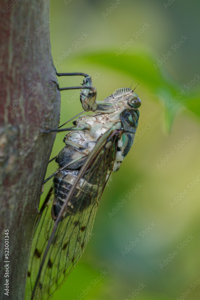 東京ミッドタウンで見つけたミンミンゼミ