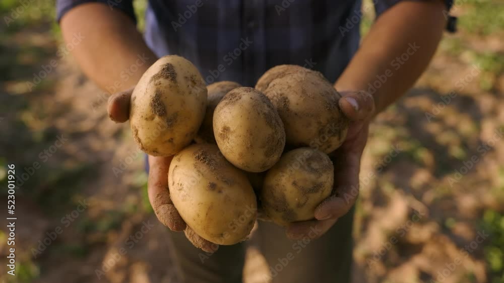 Hands showing heap of fresh raw potatoes