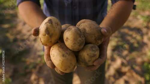 Hands showing heap of fresh raw potatoes photo