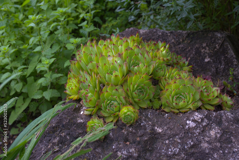 Sempervivum