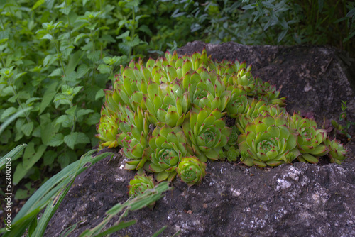 Obraz na płótnie Sempervivum w salonie