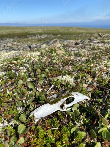 Белый череп птицы среди арктической растительности