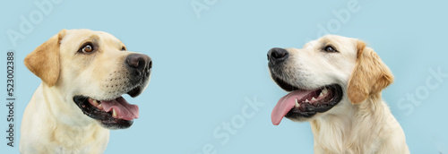 Portrait golden and labrador retriever puppy dog showing teeth and tongue looking away. Isolated on blue background