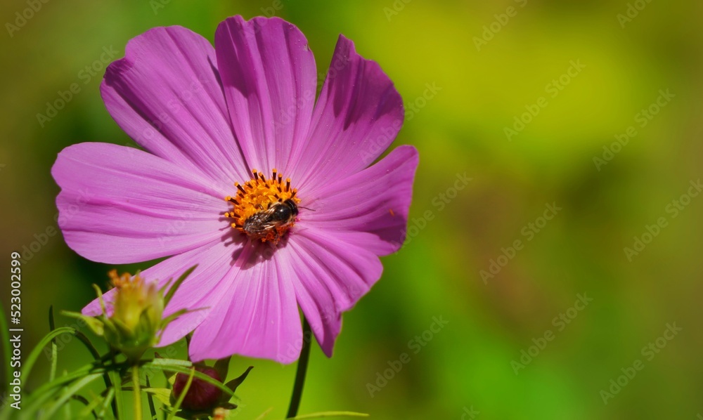 Fototapeta premium bee on flower