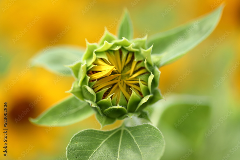 It is summer in Japan, and sunflowers are in bloom. It is summer in Japan, and sunflowers are in bloom.