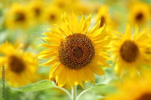 It is summer in Japan, and sunflowers are in bloom.
