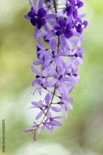 Purple wreath, Queen’s wreath