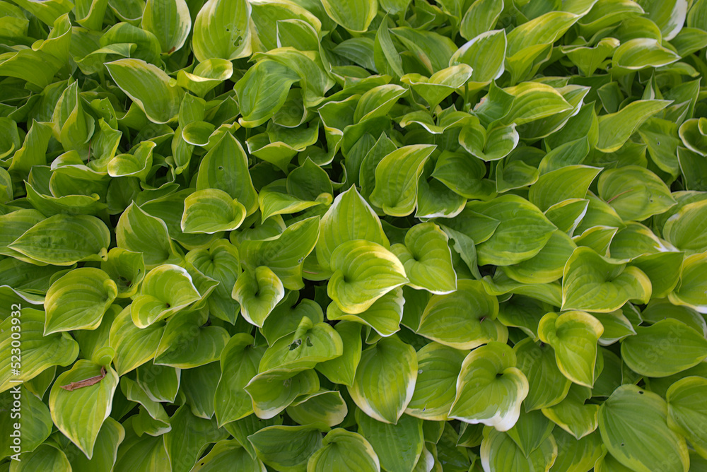 Hosta, Wide Brim plant
