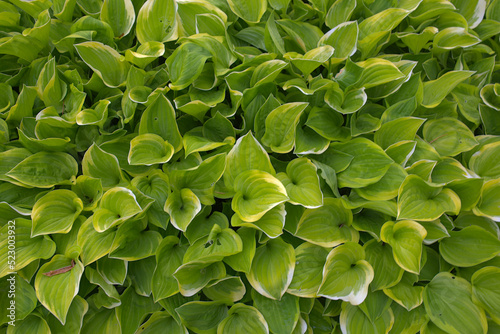 Obraz na płótnie Hosta, Wide Brim plant w salonie