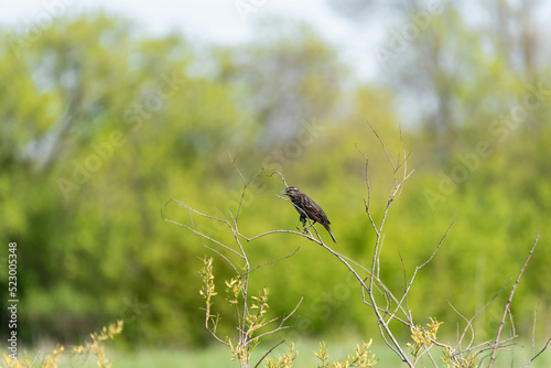 A Female Red-winged Blackbird Perched On A Slender Reed