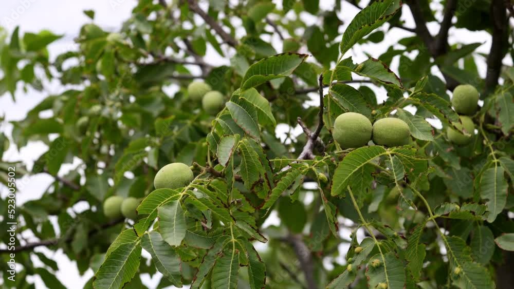 Green Walnut Moving In The Wind. A Walnut Of The Genus Juglans Family Juglandaceae, Or Persian Or English Walnut, Juglans Regia. 60 FPS, 4k, ProRes Green Walnut Moving In The Wind. A Walnut Of The Genus Juglans Family Juglandaceae, Or Persian Or English Walnut, Juglans Regia. 60 FPS, 4k, ProRes