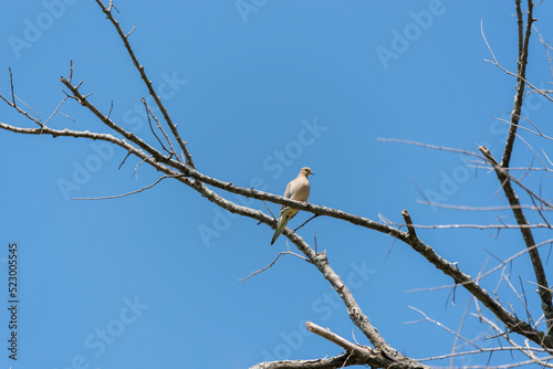 A Mourning Dove Perched On A Tree Branch In Spring