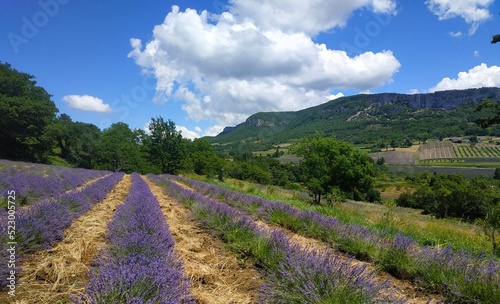 Champ de lavande, Provence, France