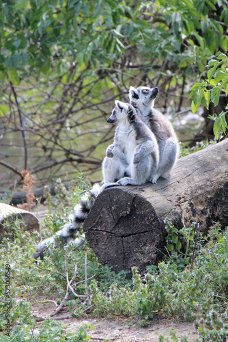 lemurs (maki catta) in a zoo in vienna (austria)  © frdric