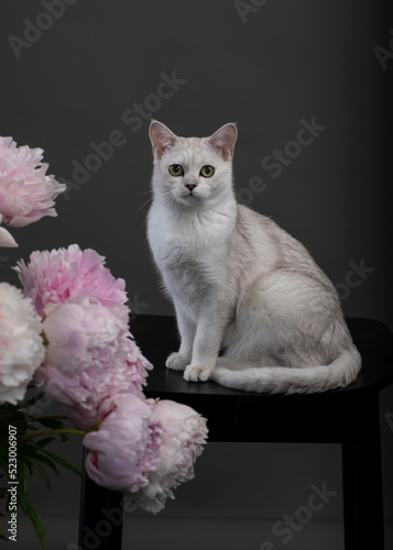 white burmilla cat with flowers peony