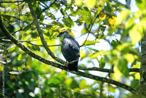 Collared forest-falcon (Micrastur semitorquatus) perched in a tree in Ayampe, Ecuador photo