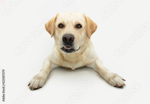 Portrait funny labrador retriever dog making a face. Isolated on white background