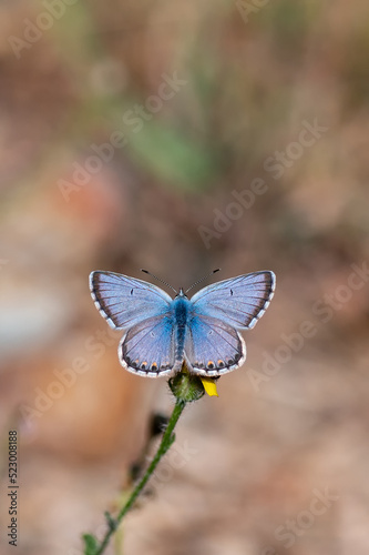butterfly on a flower © Yasin
