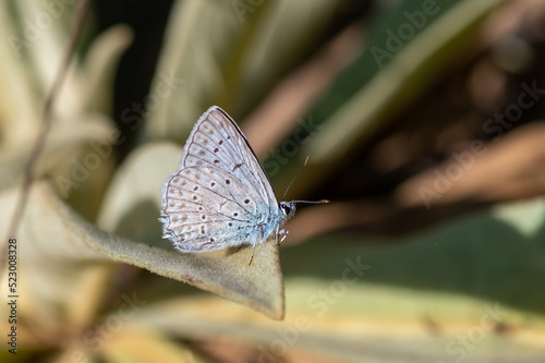 Lycaenidae / Çokgözlü Dafnis / Meleager's Blue / Polyommatus daphnis