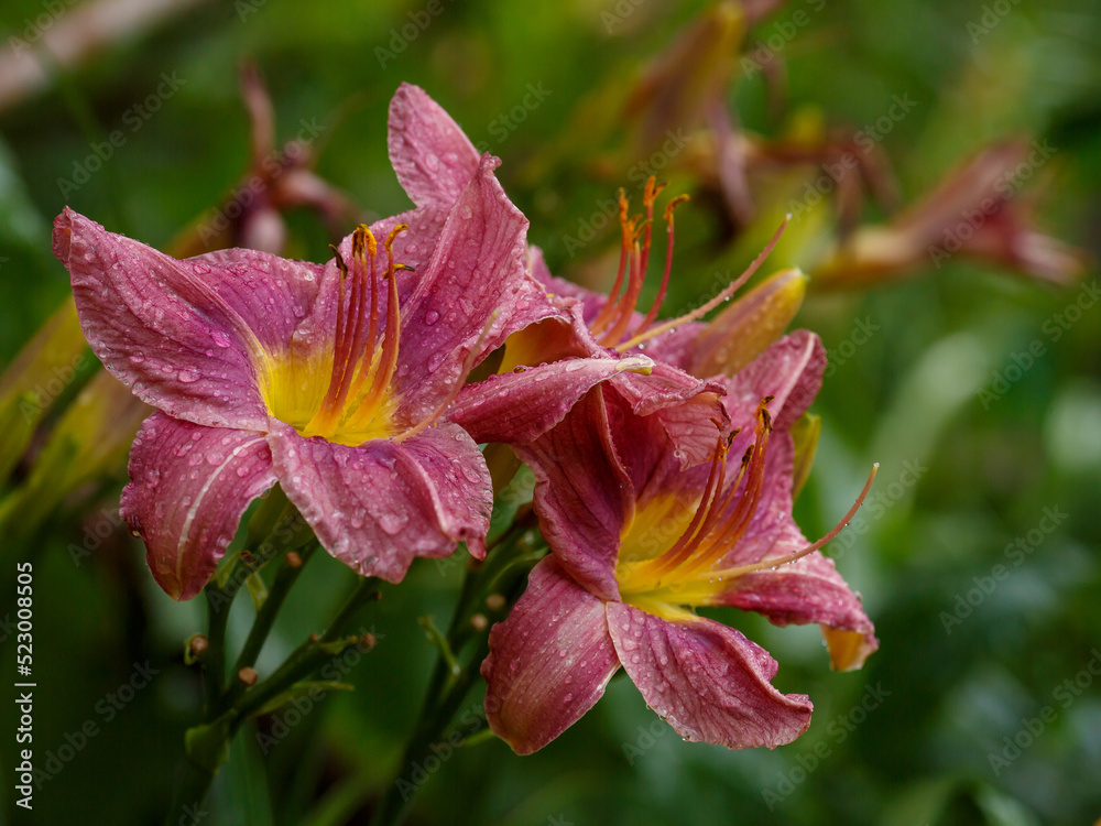 Fototapeta premium Daylily , or Krasodnev ( lat. Hemerocallis ) is a genus of plants of the subfamily Daylily of the Asphodel family