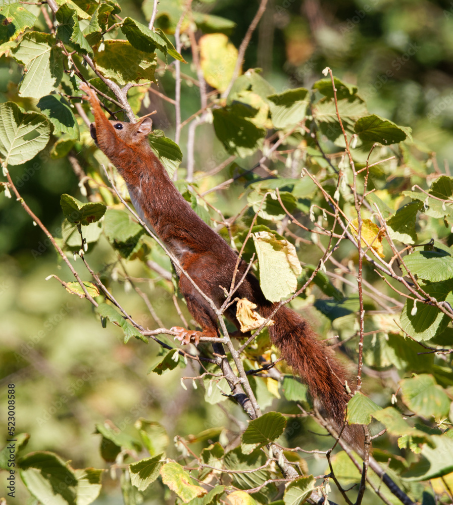 Fototapeta premium écureuil roux