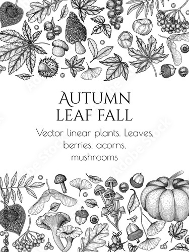 Vector banner template autumn in woodcut style. Oak leaf, acorns, berries, maple leaves, ginkgo, chanterelles, porcini mushroom, fly agaric, chestnut, physalis, wild rose, mountain ash
