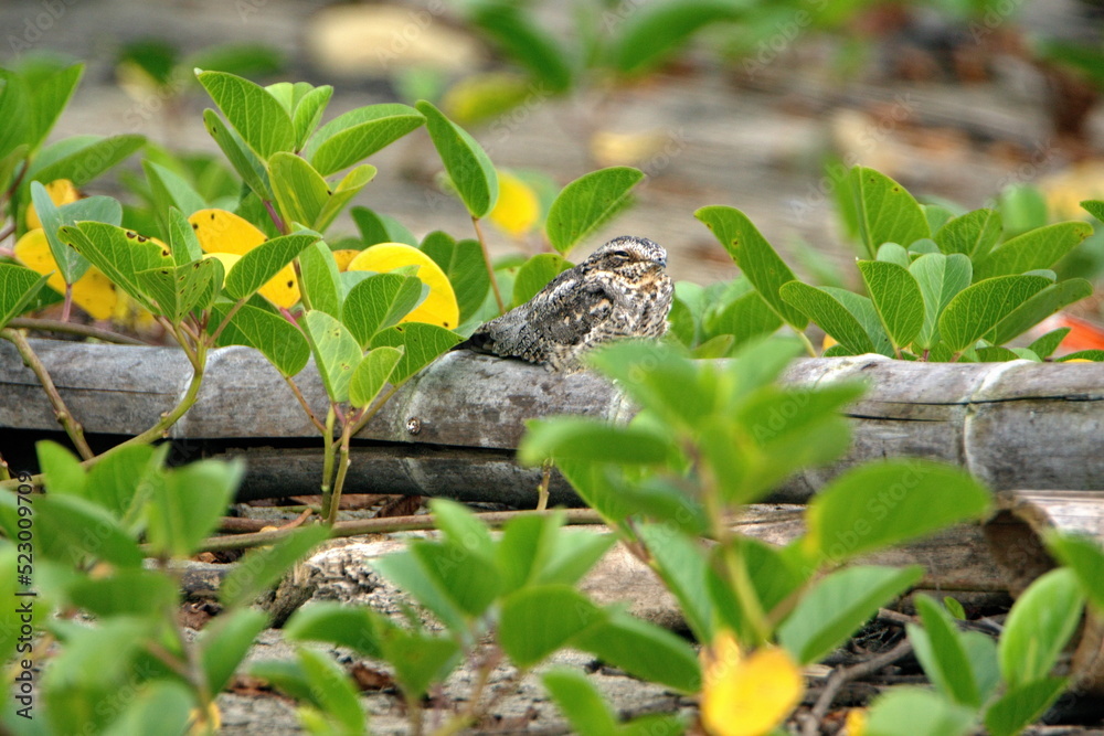 Scrub nightjar (Nyctidromus anthonyi) perched on a log near the beach in Ayampe, Ecuador