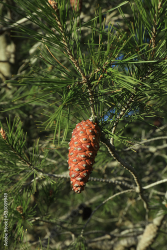 Close-up of pine cone from Aleppo Pine, Pinus halepensis