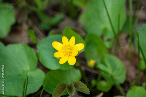 Yellow Lesser celandine  Ficaria verna spring flower macro  nature blossom on green blurred background