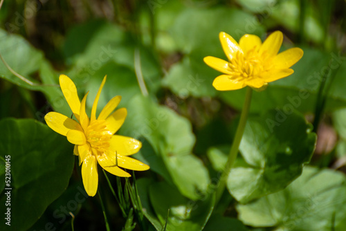 Yellow Lesser celandine, Ficaria verna spring flowers, bright sunny green close-up. Blooming nature with blurred background