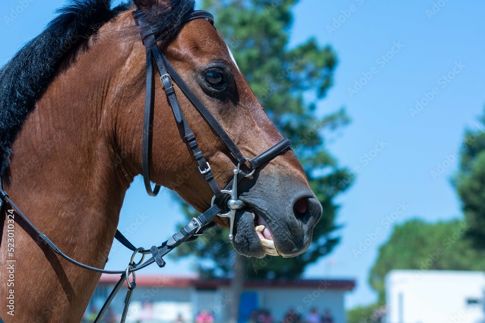 Fototapeta premium Close Up of the head of a Horse during a Horse Competition at the Equestrian School