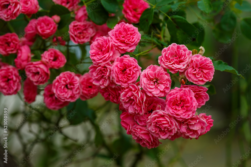 Climbing roses in the garden of red roses. Blooming Roses on the Bush. Growing roses in the garden Climbing roses in the garden of red roses. Blooming Roses on the Bush. Growing roses in the garden