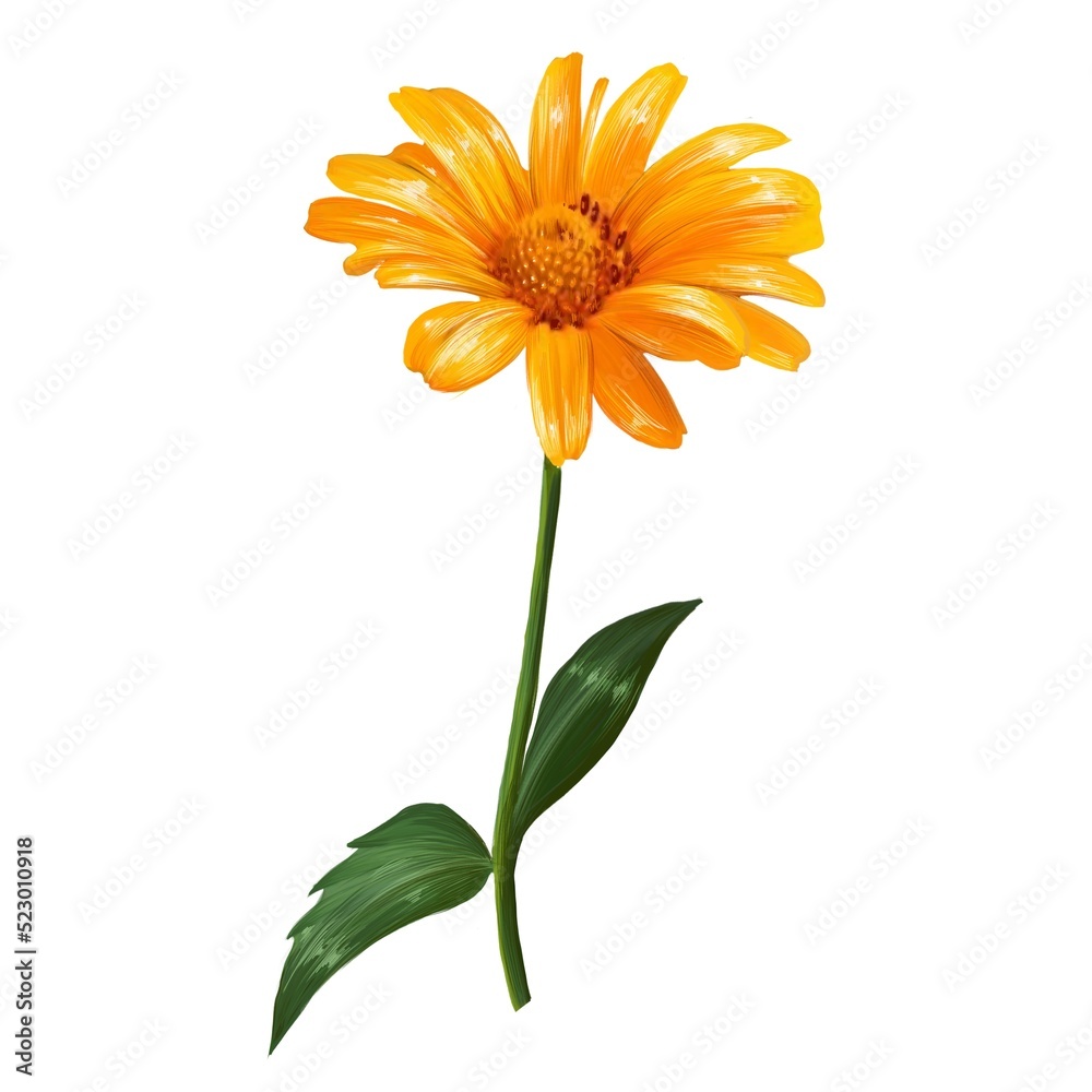 gerbera flower illustration gerbera flower illustration