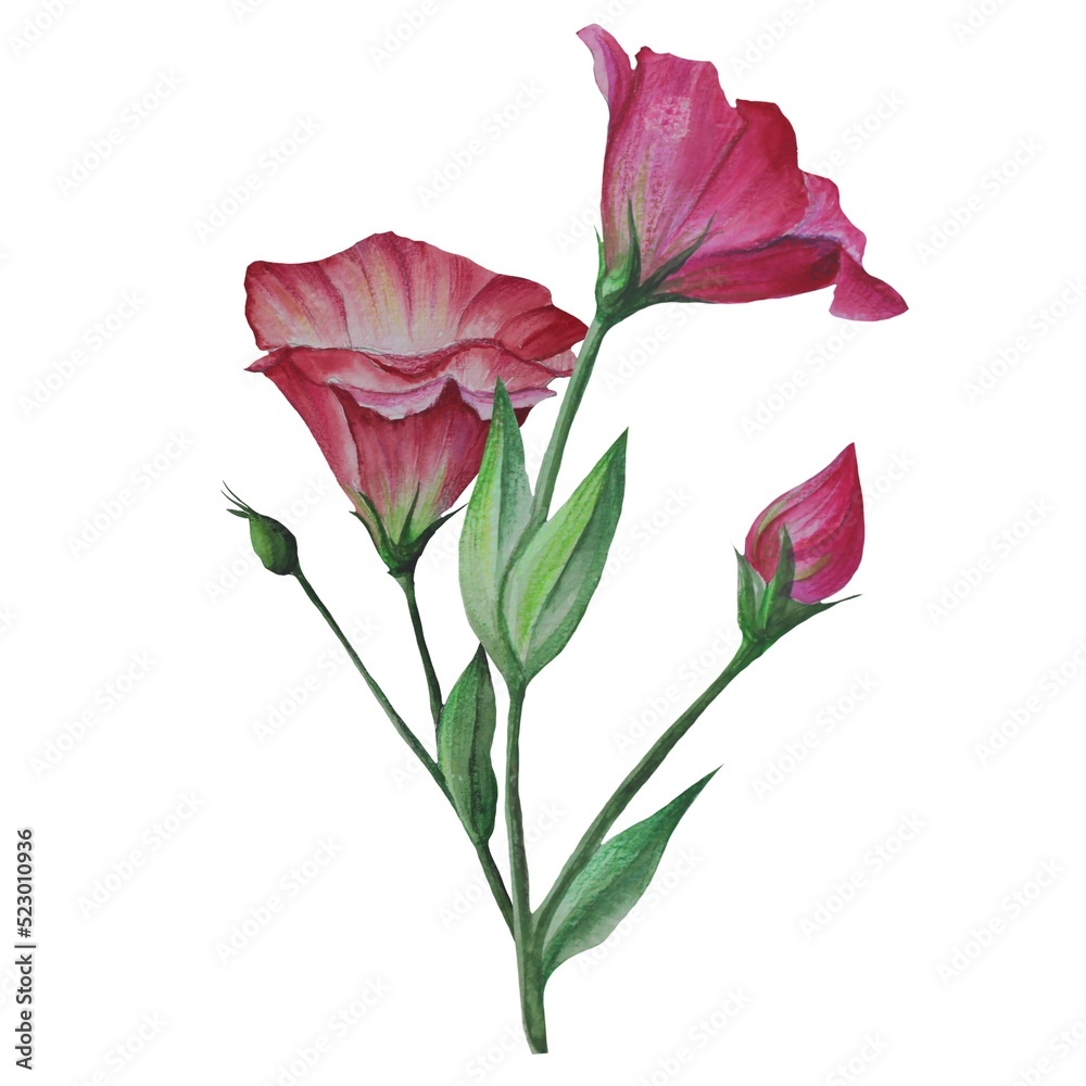 Eustoma flowers, Lisianthus watercolor illustration