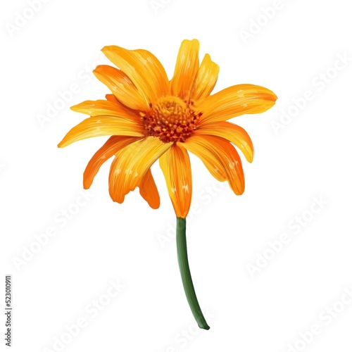 Heliopsis, sunflower, yellow flower illustration