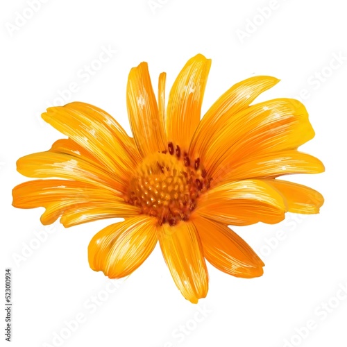 Fotografi gerbera, yellow daisy flower illustration