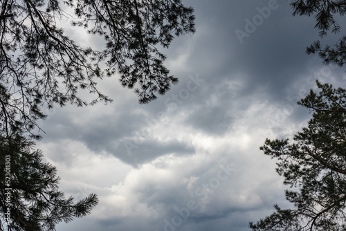 Pine trees branches dark silhouette on stormy cloudy gray sky background. Stormy weather in evergreen forest