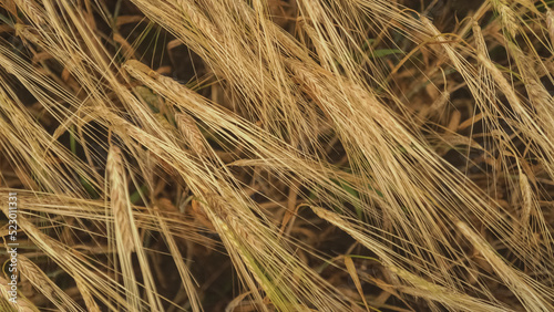 wheat field in summer.close up